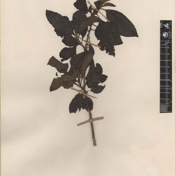Boerhavia coccinea Mill.