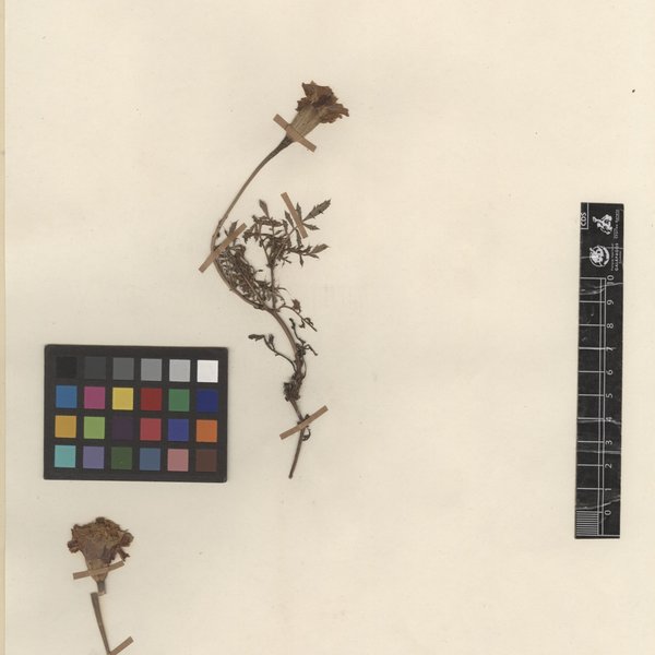 Tagetes erecta L.