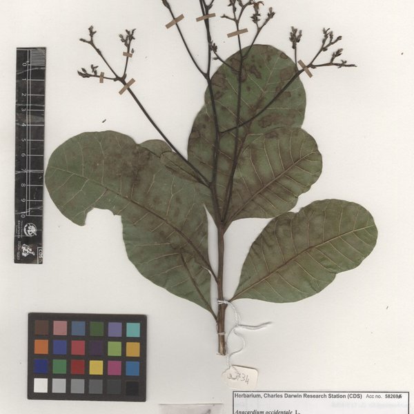 Anacardium occidentale L.