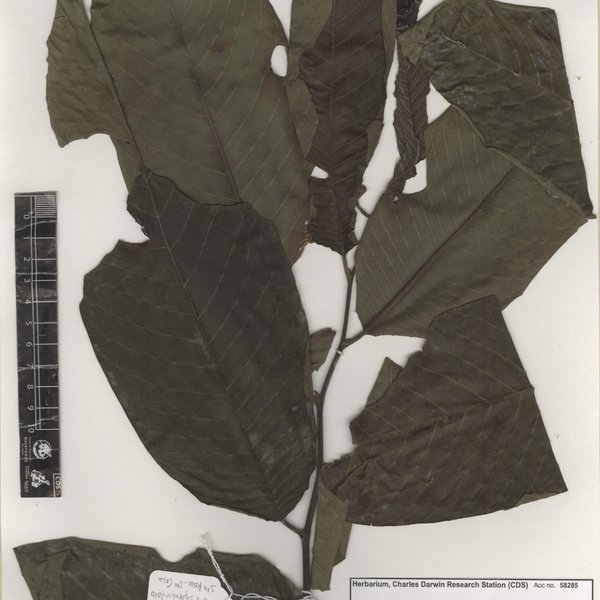 Annona reticulata L.