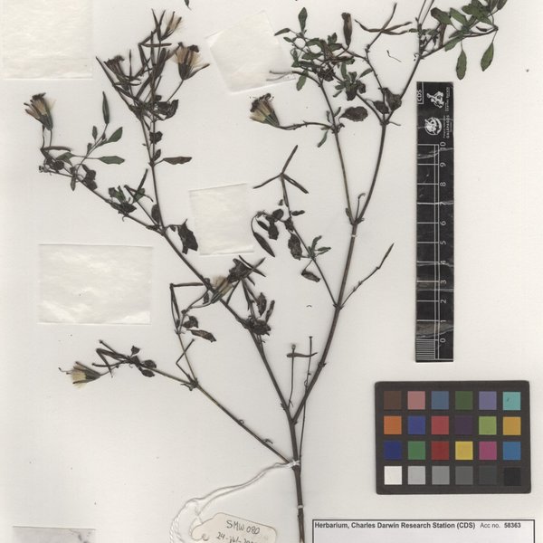 Porophyllum ruderale subsp. macrocephalum (DC.) R.R. Johnson