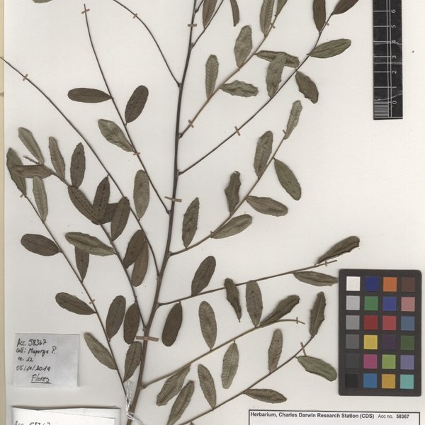 Geoffroea spinosa Jacq.