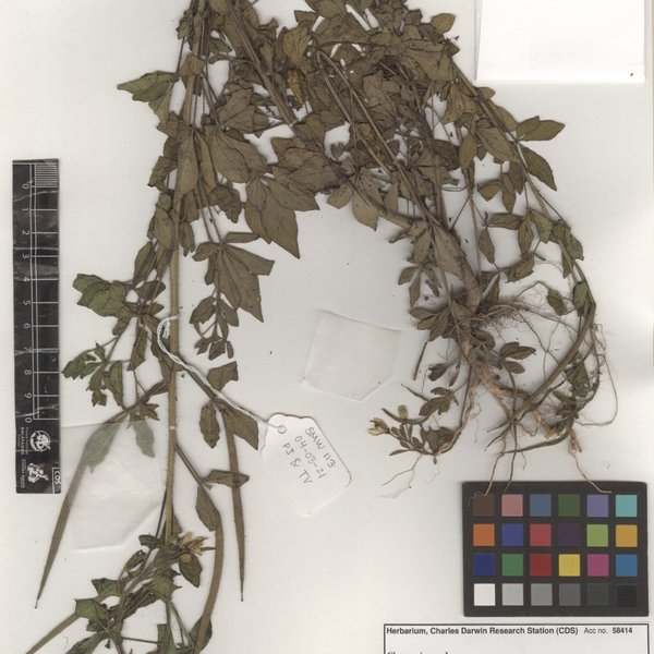 Cleome viscosa L.