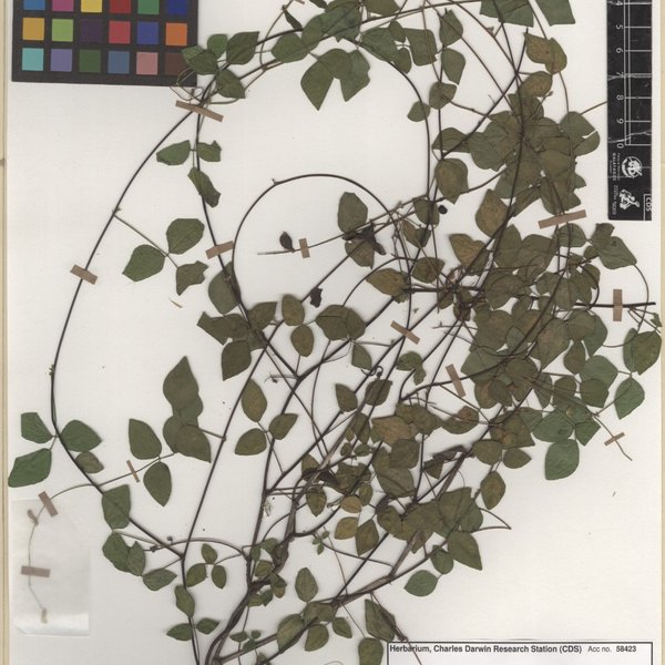 Rhynchosia minima (L.) DC.