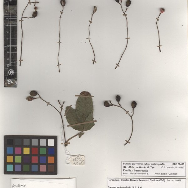 Bursera graveolens subsp. malacophylla (B.L.Rob.) A.Weeks & Tye