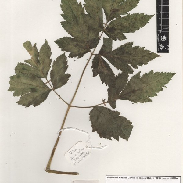 Arracacia xanthorrhiza Bancr.
