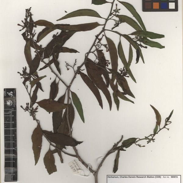 Vallesia pubescens Andersson