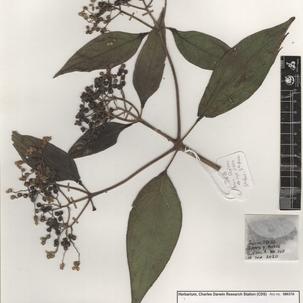 Clibadium surinamense L.