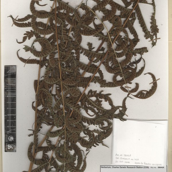 Pteris tripartita Sw.