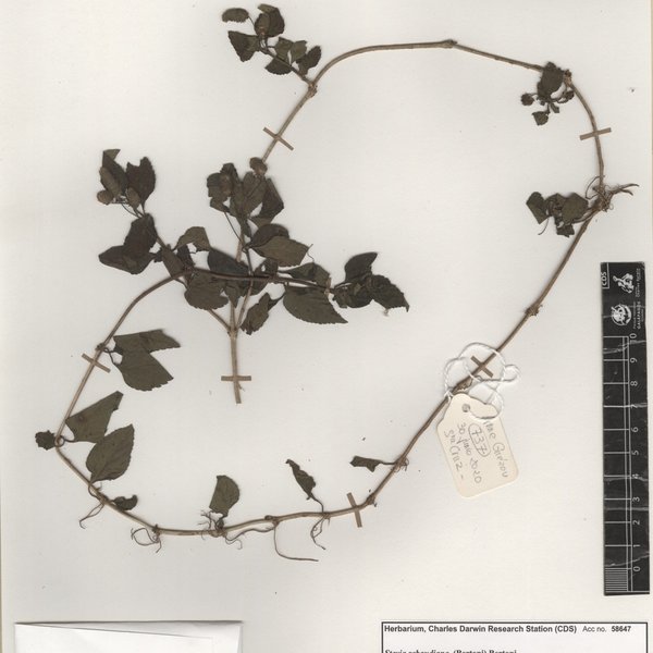 Stevia rebaudiana (Bertoni) Bertoni