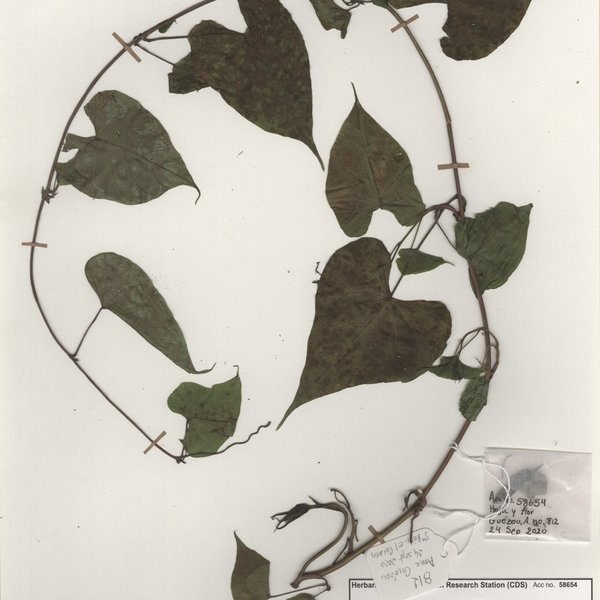 Ipomoea cf. tiliacea (Willd.) Choisy
