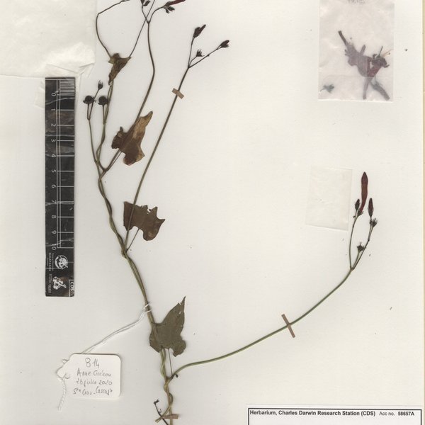 Ipomoea hederifolia L.