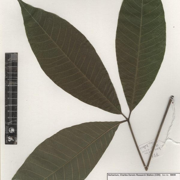 Hevea brasiliensis (Willd. ex A.Juss.) Müll.Arg.