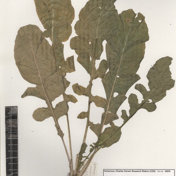 Eruca vesicaria (L.) Cav.