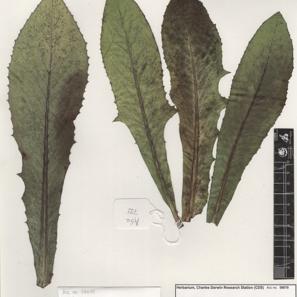 Lactuca indica L.