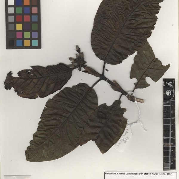 Alibertia patinoi (Cuatrec.) Delprete & C.H.Perss.