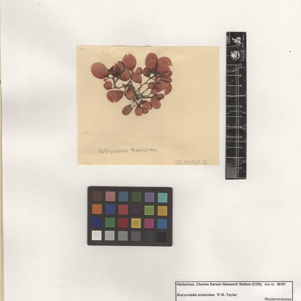 Botryocladia tenuissima W.R. Taylor