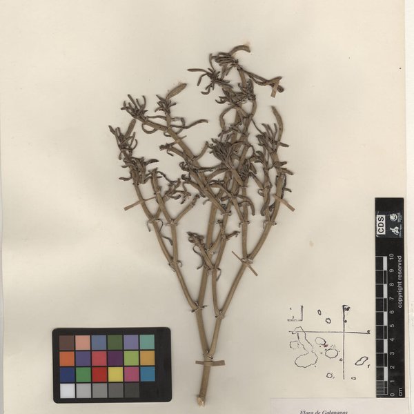 Desmanthus virgatus (L.) Willd.