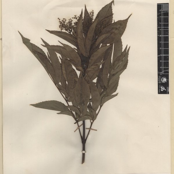Sambucus mexicana C.Presl ex DC.
