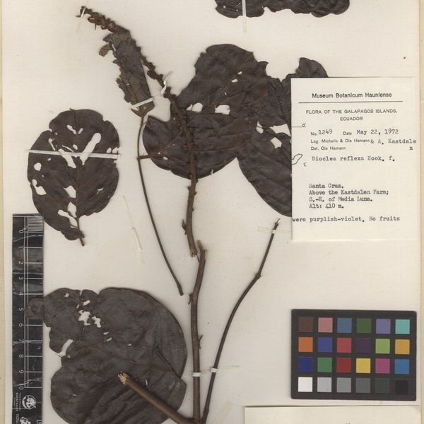 Macropsychanthus comosus (G.Mey.) L.P.Queiroz & Snak