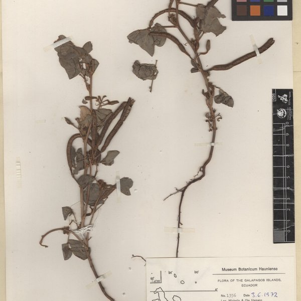 Senna uniflora (Mill.) H.S. Irwin & Barneby