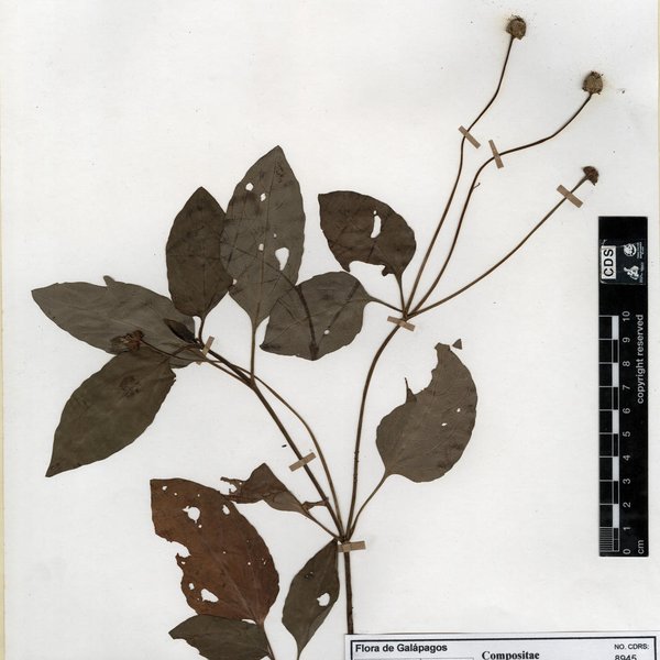 Hibiscus rosa-sinensis L.