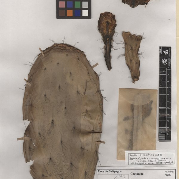 Argemone mexicana L.