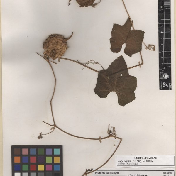Luffa sepium (G. Mey.) C. Jeffrey
