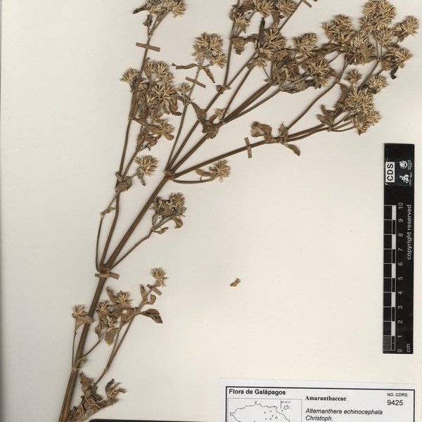 Varronia revoluta (Hook. f.) Andersson