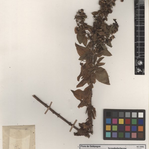 Galvezia leucantha subsp. porphyrantha Tye & H. Jäger