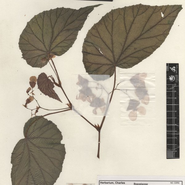 Begonia "haageana"