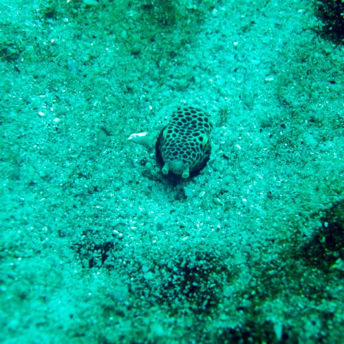 Quassiremus evionthas (Jordan & Bollman, 1890)