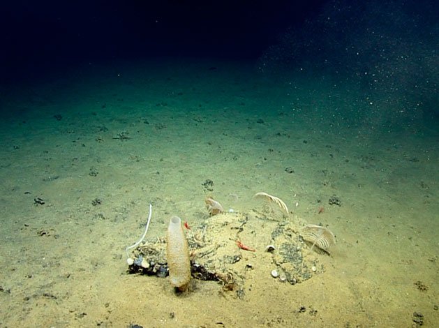 Cama de xenofióforos en hábitat arenoso rocoso con presencia de esponjas, corales y artrópodos 