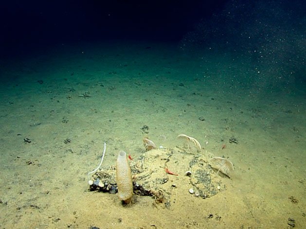 Cama de xenofióforos en hábitat arenoso rocoso con presencia de esponjas, corales y artrópodos