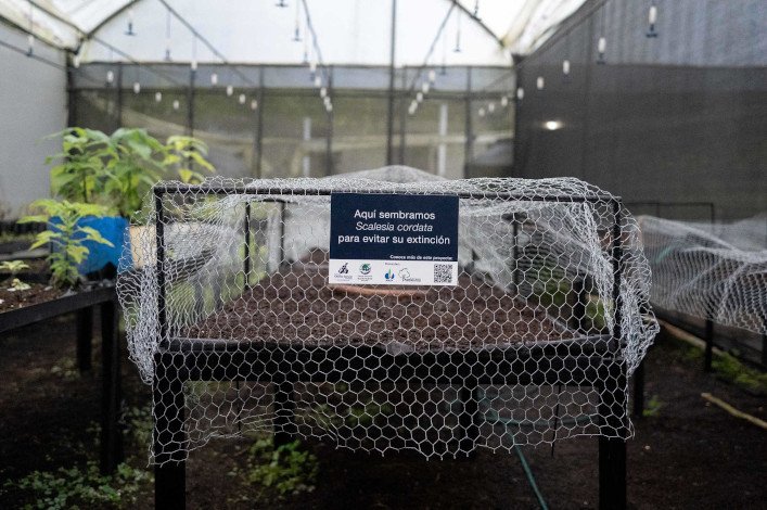 Camas de germinación en el vivero de la DPNG-Isabela donde se siembra cada año semillas de Scalesia cordata para su cultivo y posterior reforestación en áreas con control de plantas invasoras. Foto: Rashid Cruz.