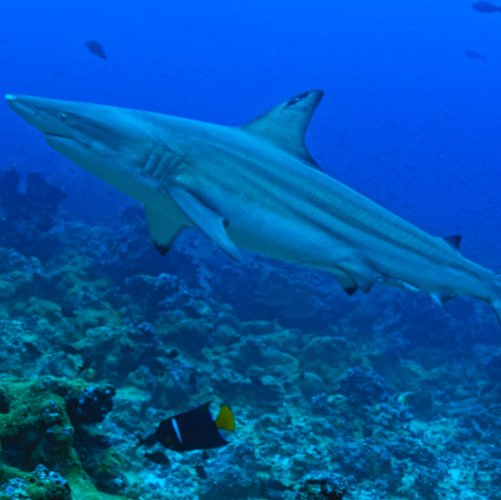 Carcharhinus limbatus (Müller & Henle, 1839)