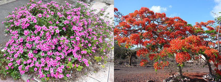Catharanthus roseus, “Chavelas” (izquierda) y Delonix regia, “Falsa acacia” (derecha) introducidas en Galápagos (P. Jaramillo, Guézou, Mauchamp, & Tye, 2018)