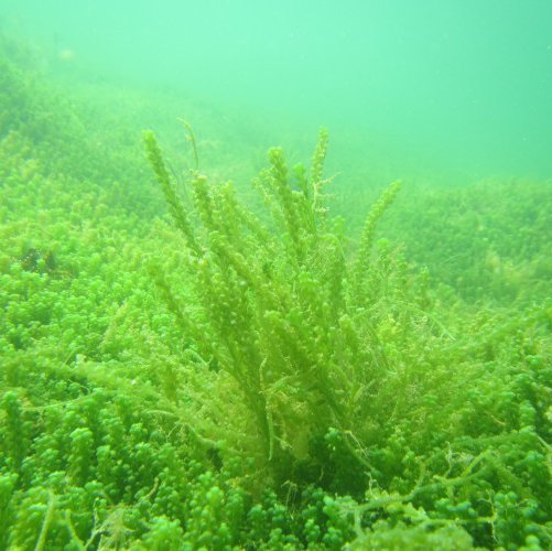 Caulerpa racemosa (Forsskål) J. Agardh