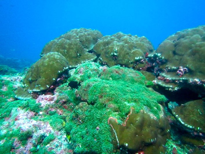 Caulerpa sp. growth on the coral reef at Darwin.