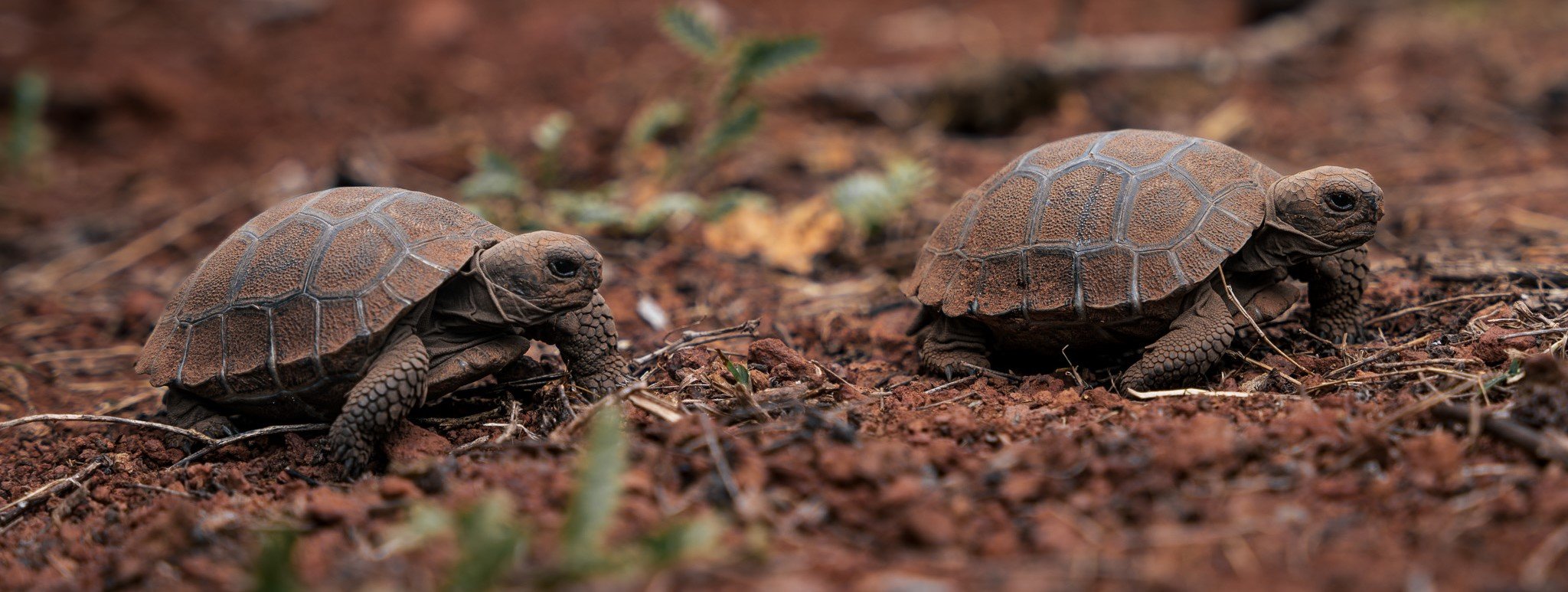 CerroFatal_CarlosEspinosa_4_cropped tortoise_Galapagos