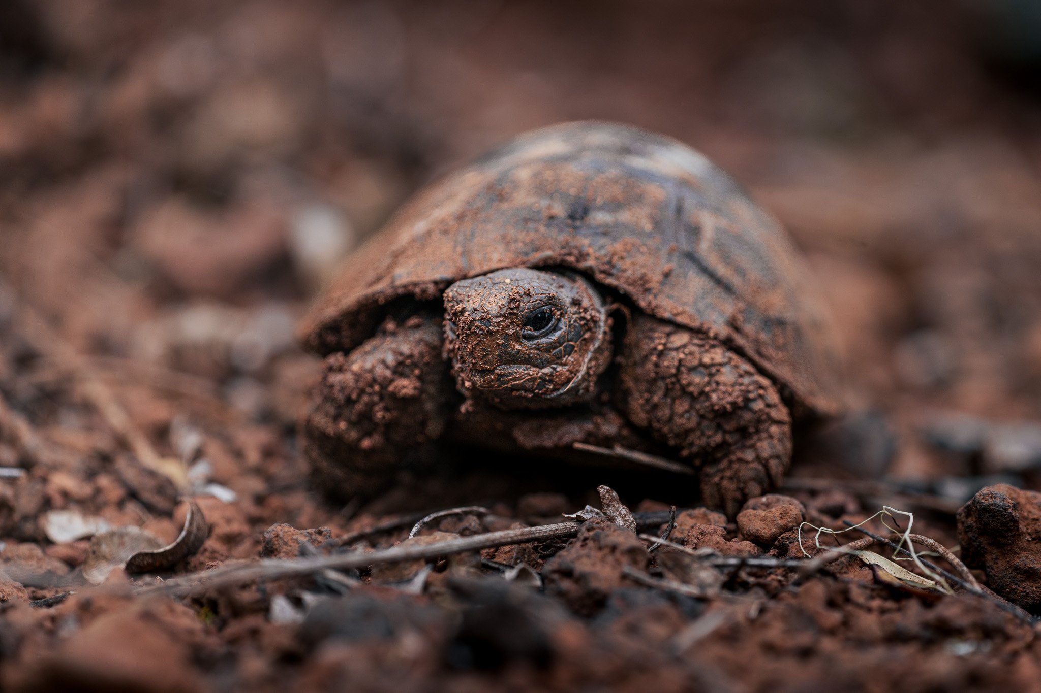 Baby tortoise