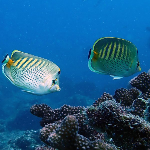 Chaetodon punctatofasciatus Cuvier, 1831