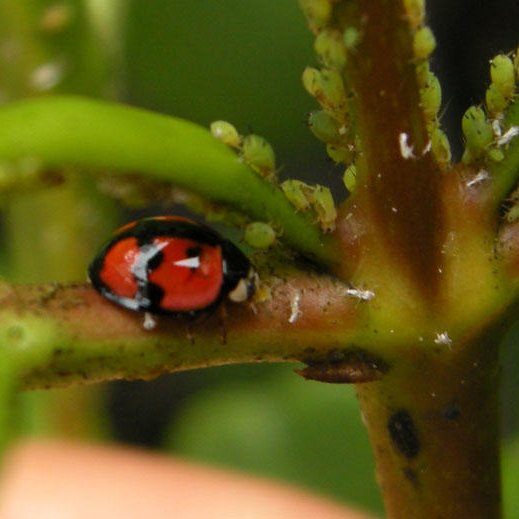 Cheilomenes sexmaculata (Fabricius, 1781)