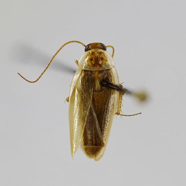 Chorisoneura carpenteri Roth, 1992