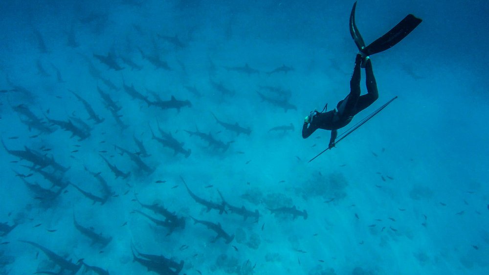 Científico aproximándose, en apnea, a un grupo de tiburones martillo para obtener una biopsia de tejido mediante el uso de vara Hawaiana. Foto: Daniela Vilema, FCD.