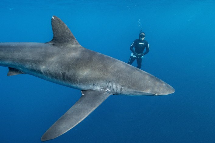 Científico y tiburón sedoso. Foto: Pelayo Salinas, FCD.