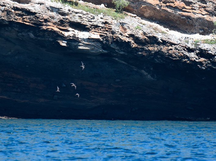 Cliff and cave where the nest was found, a few meters from the sea.