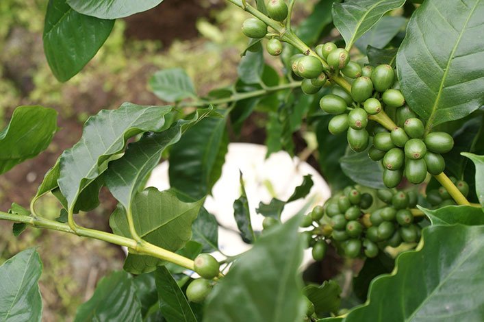 Coffee farm using water saving technologies