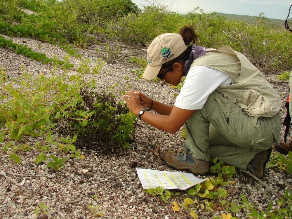 Colección de una muestra botánica de Lecocarpus lecocarpoides con frutos, para el herbario CDS, en El Manzanillo Isla Española (año 2012).