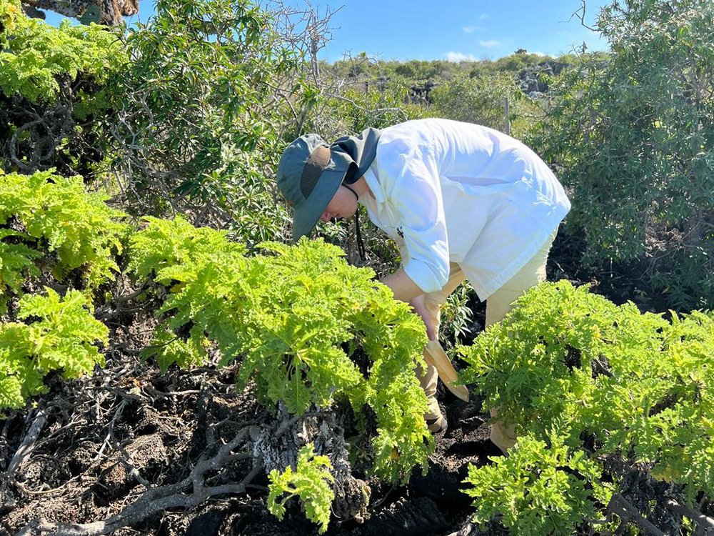 Colectando semillas de Scalesia retroflexa para la conservación de está especie en peligro. Foto por Paúl Mayorga.